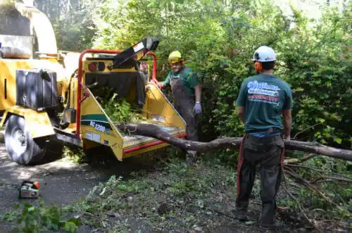 tree services San Clemente